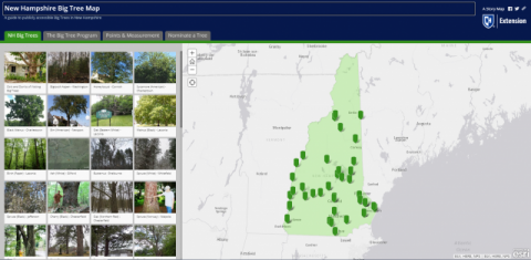 screenshot of Big Tree map website