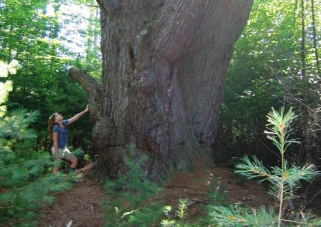 Person staring up at a tree with an enormous trunk