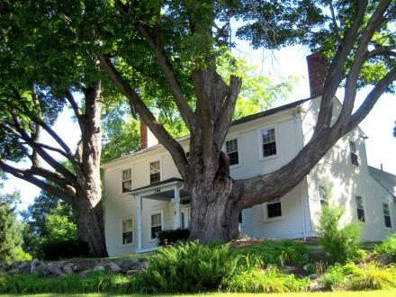 Large sugar maple in front of a house in Kensington